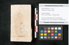 Foto (Objekt + Etikett) von Sideroxylon hepios Unger (NHMW-GEO-2024-0188-8160)